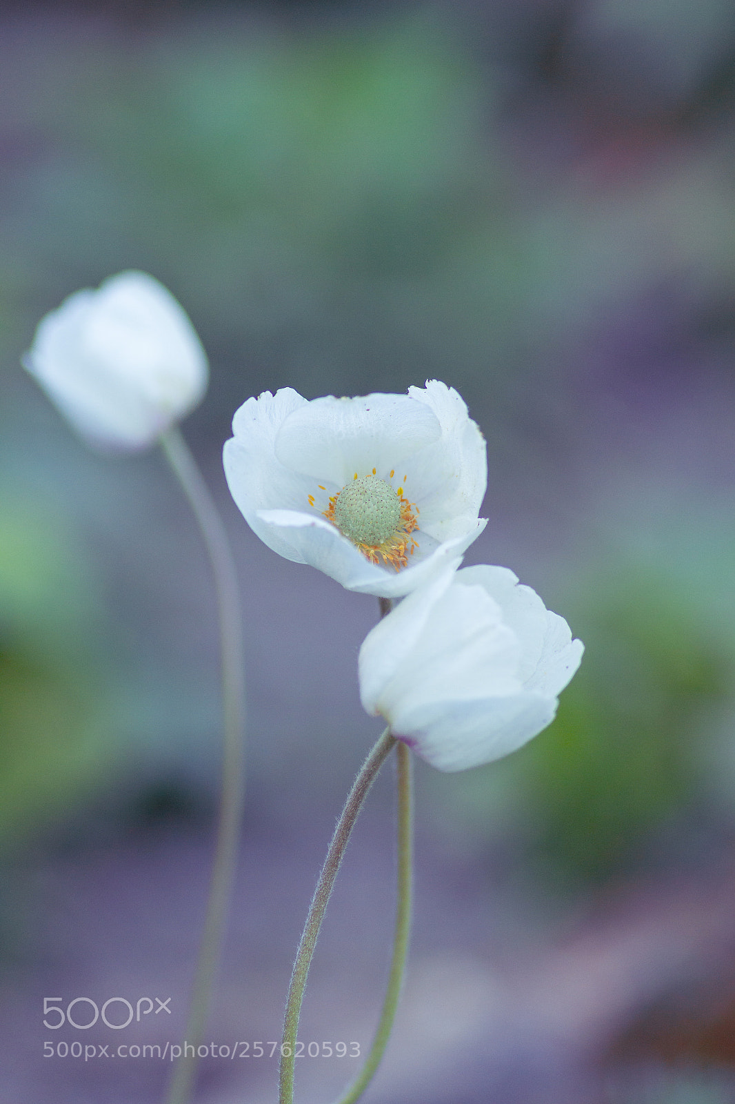Canon EOS 7D sample photo. Spring flowers photography