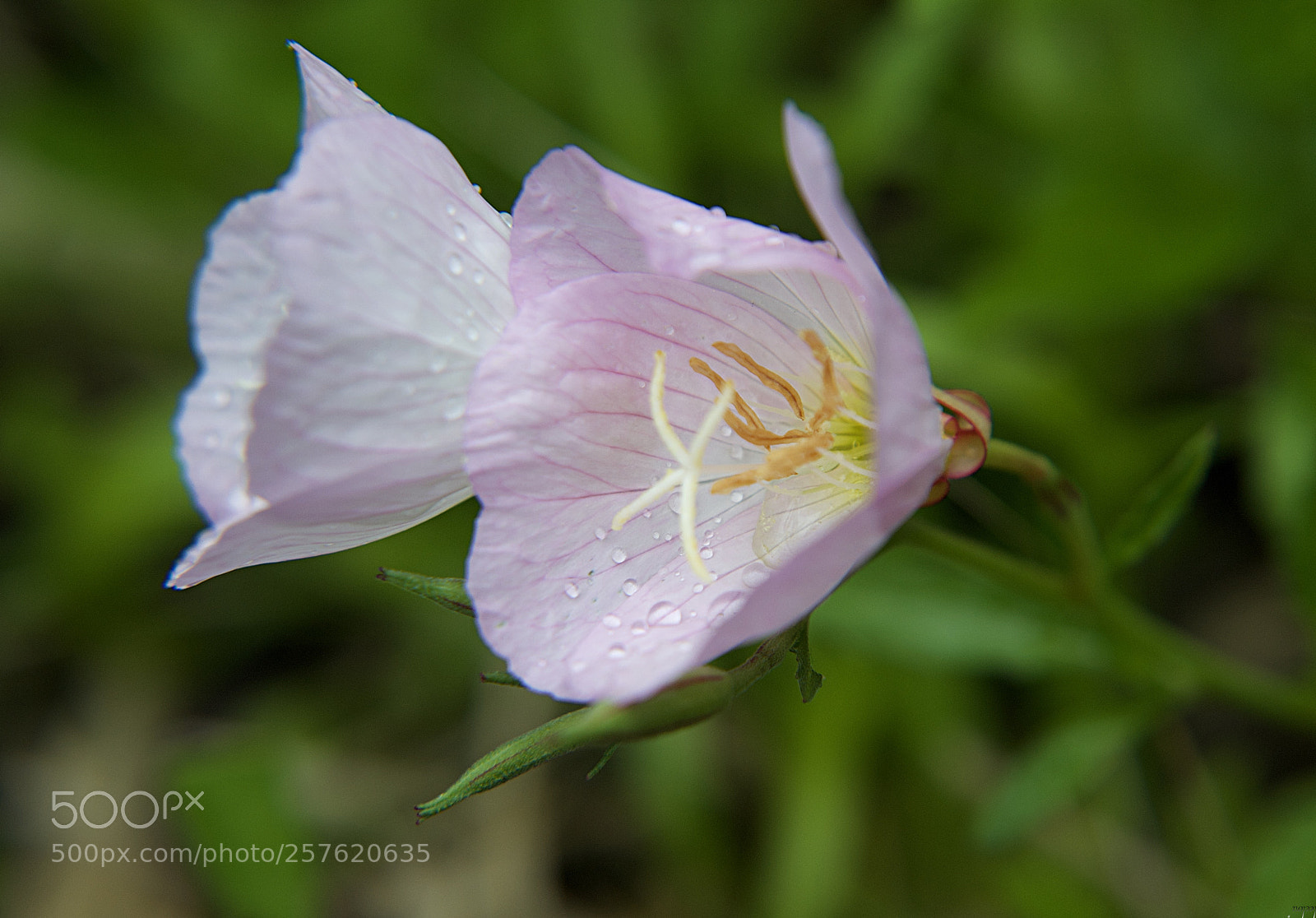 Nikon D3100 sample photo. Douces petites f es...sweet photography