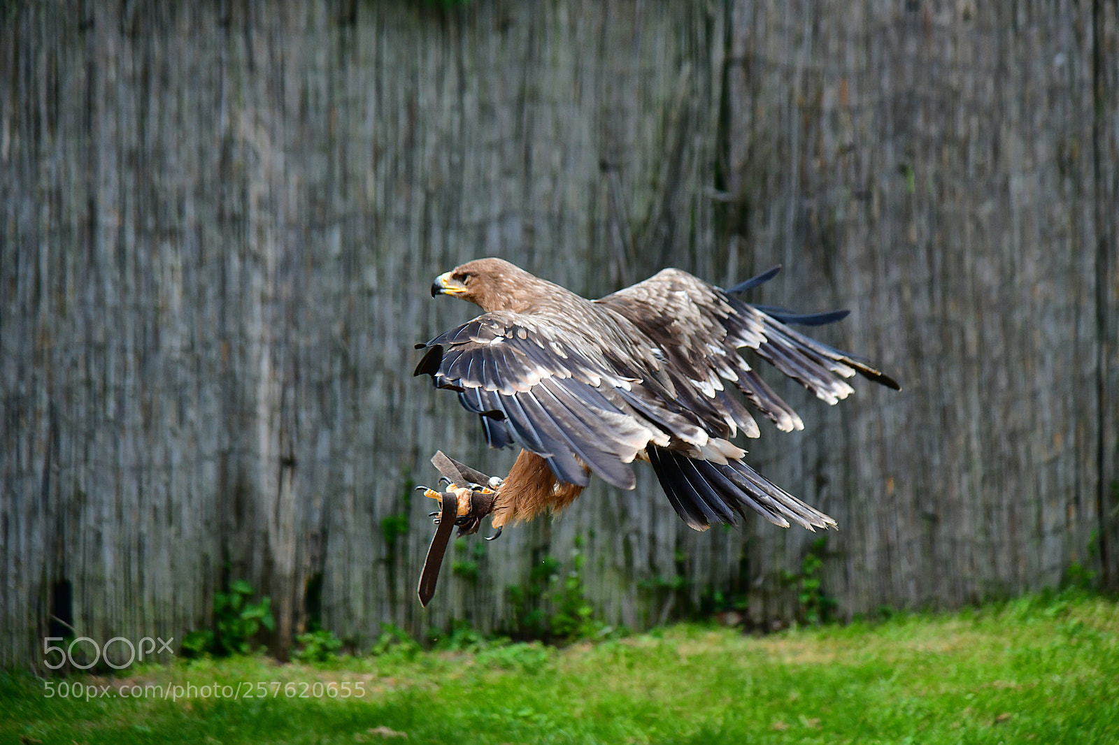 Nikon D850 sample photo. Bussard  photography