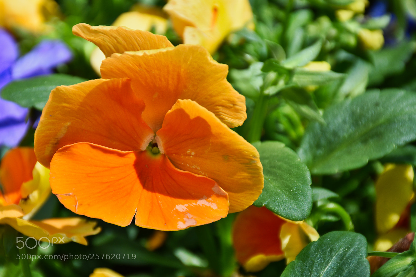 Nikon D7200 sample photo. Spotted orange photography