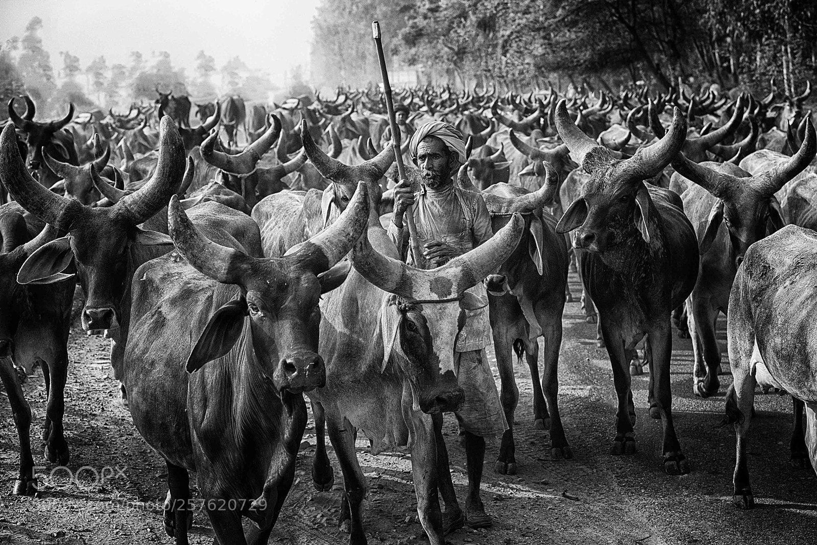 Nikon D810 sample photo. Herd in punjab photography