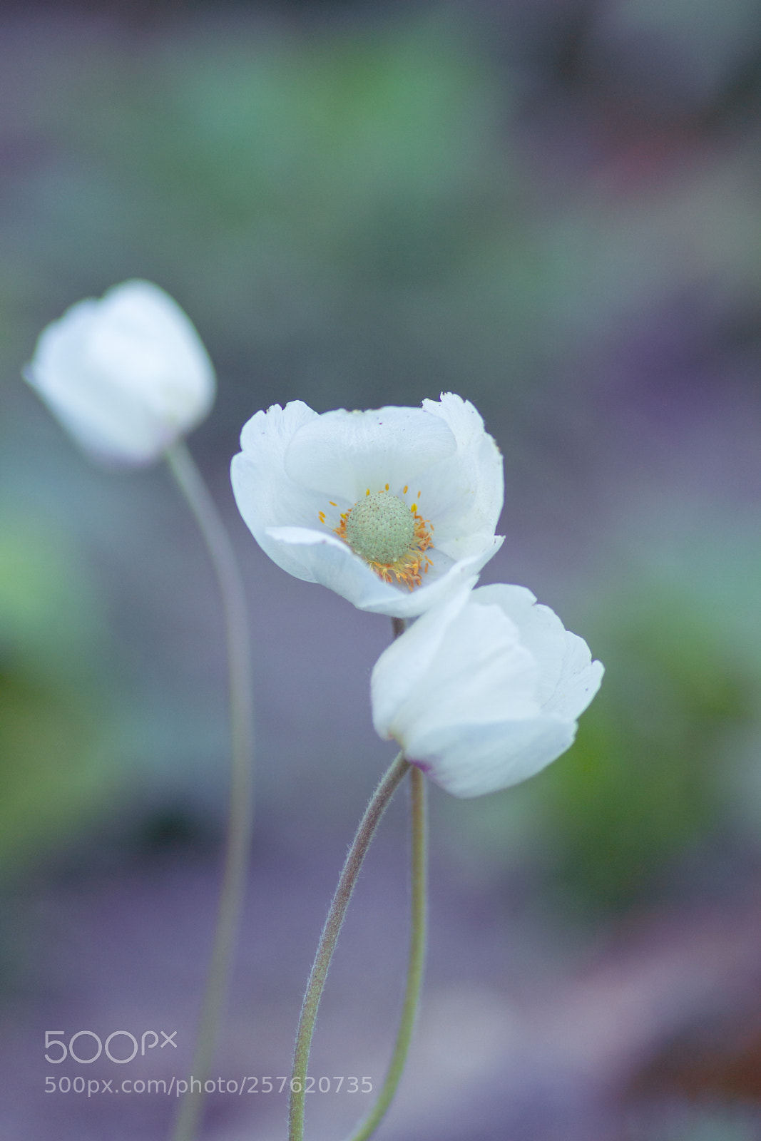 Canon EOS 7D sample photo. Spring flowers photography