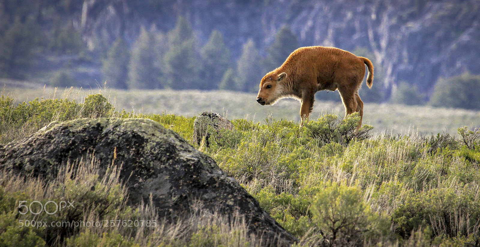 Canon EOS 60D sample photo. Baby bison copy photography
