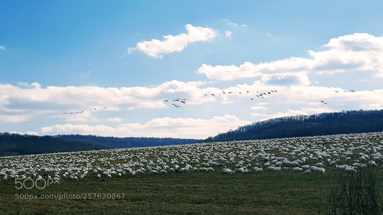 Samsung Galaxy S6 sample photo. Snow geese photography