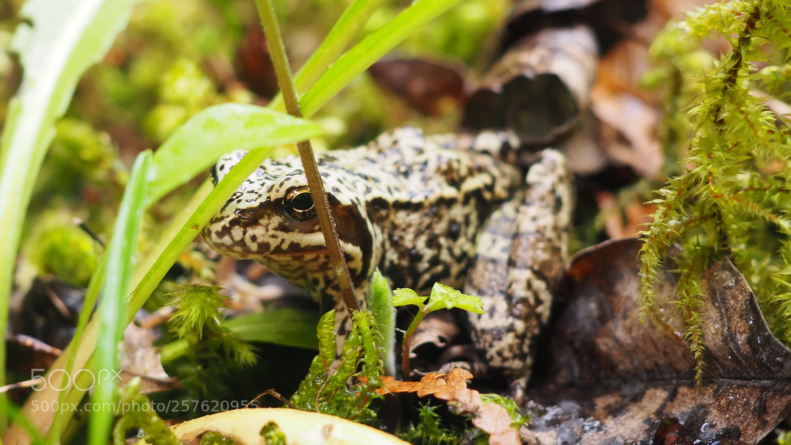 Olympus OM-D E-M10 II sample photo. Frog photography