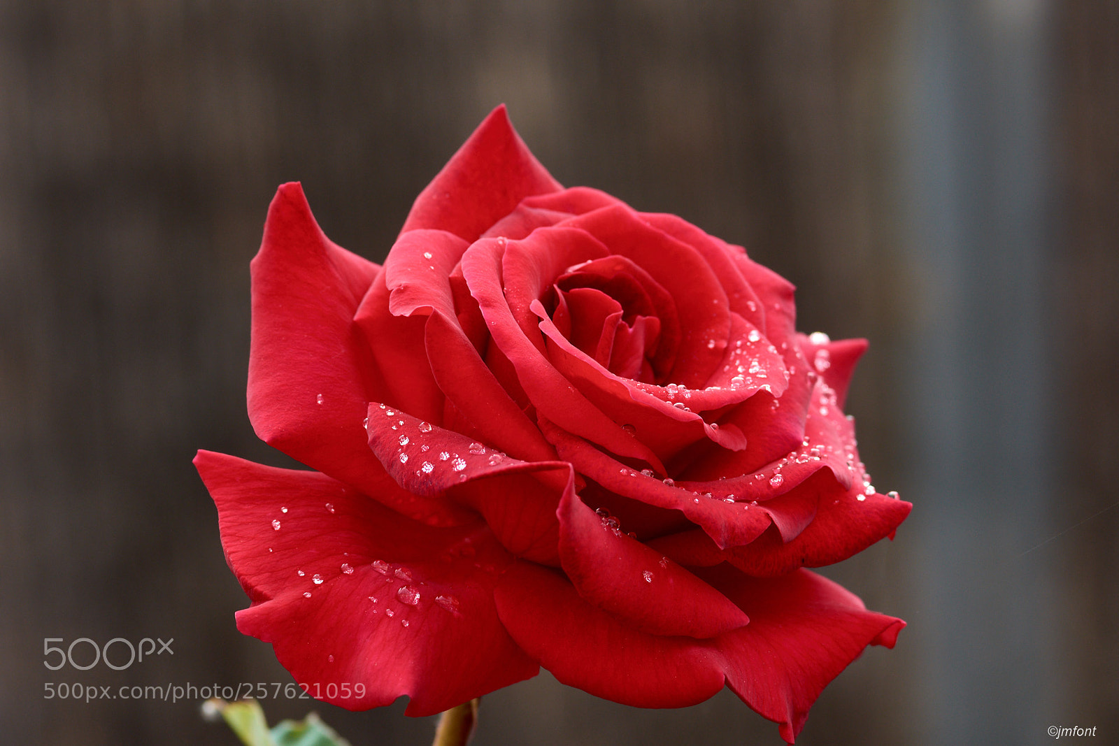 Nikon D7200 sample photo. Roses photography