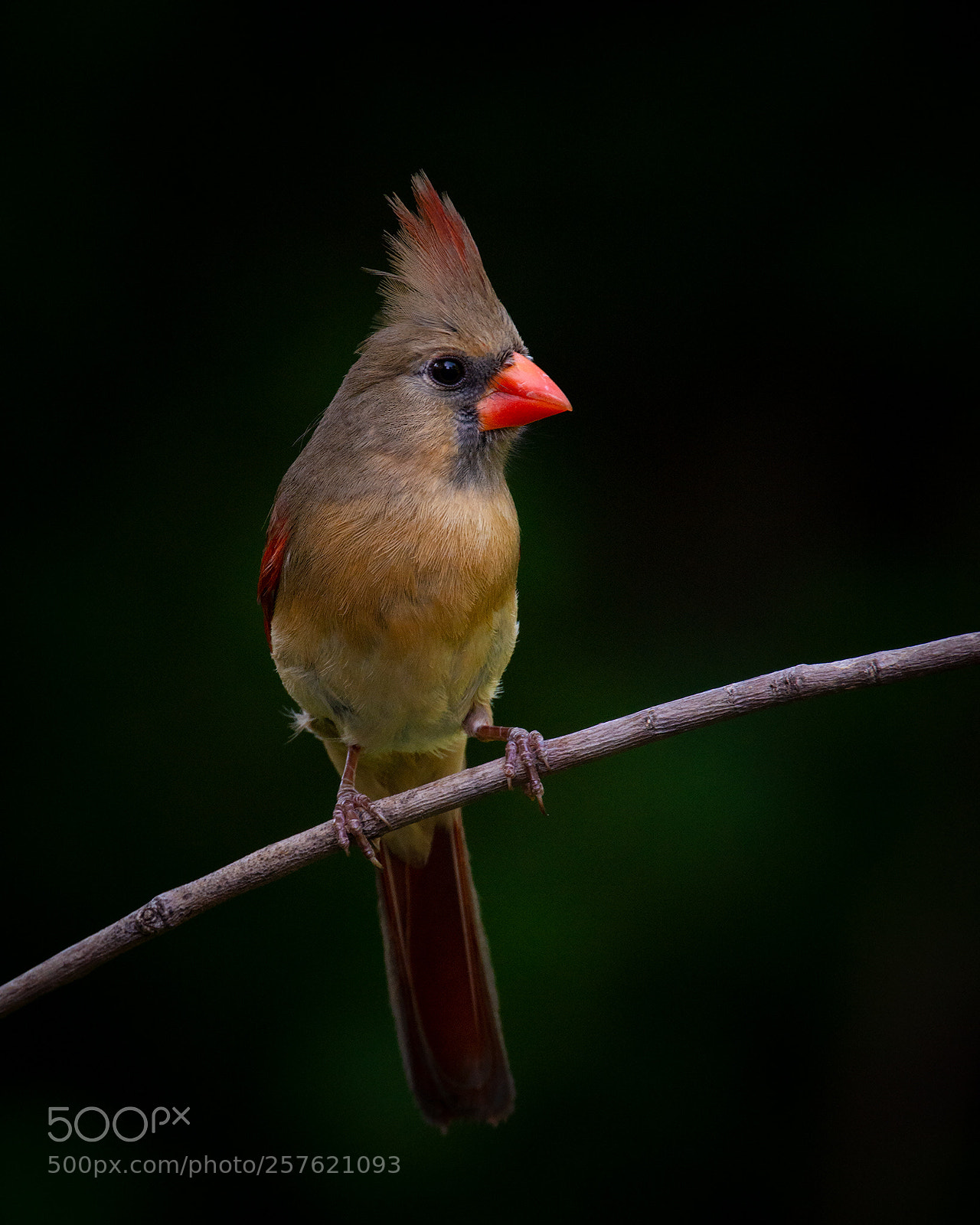 Nikon D7100 sample photo. Red bird's lady photography