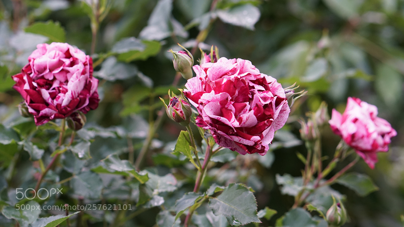 Sony a6300 sample photo. Roses photography