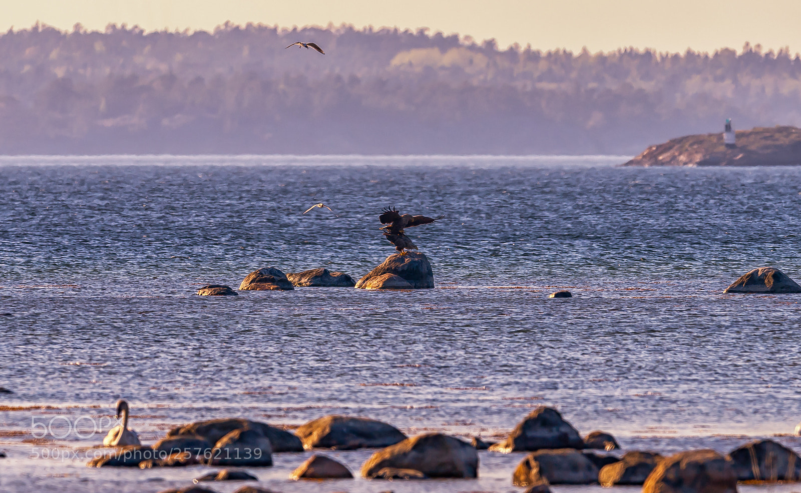 Nikon D5 sample photo. Mating eagles,torö sweden photography