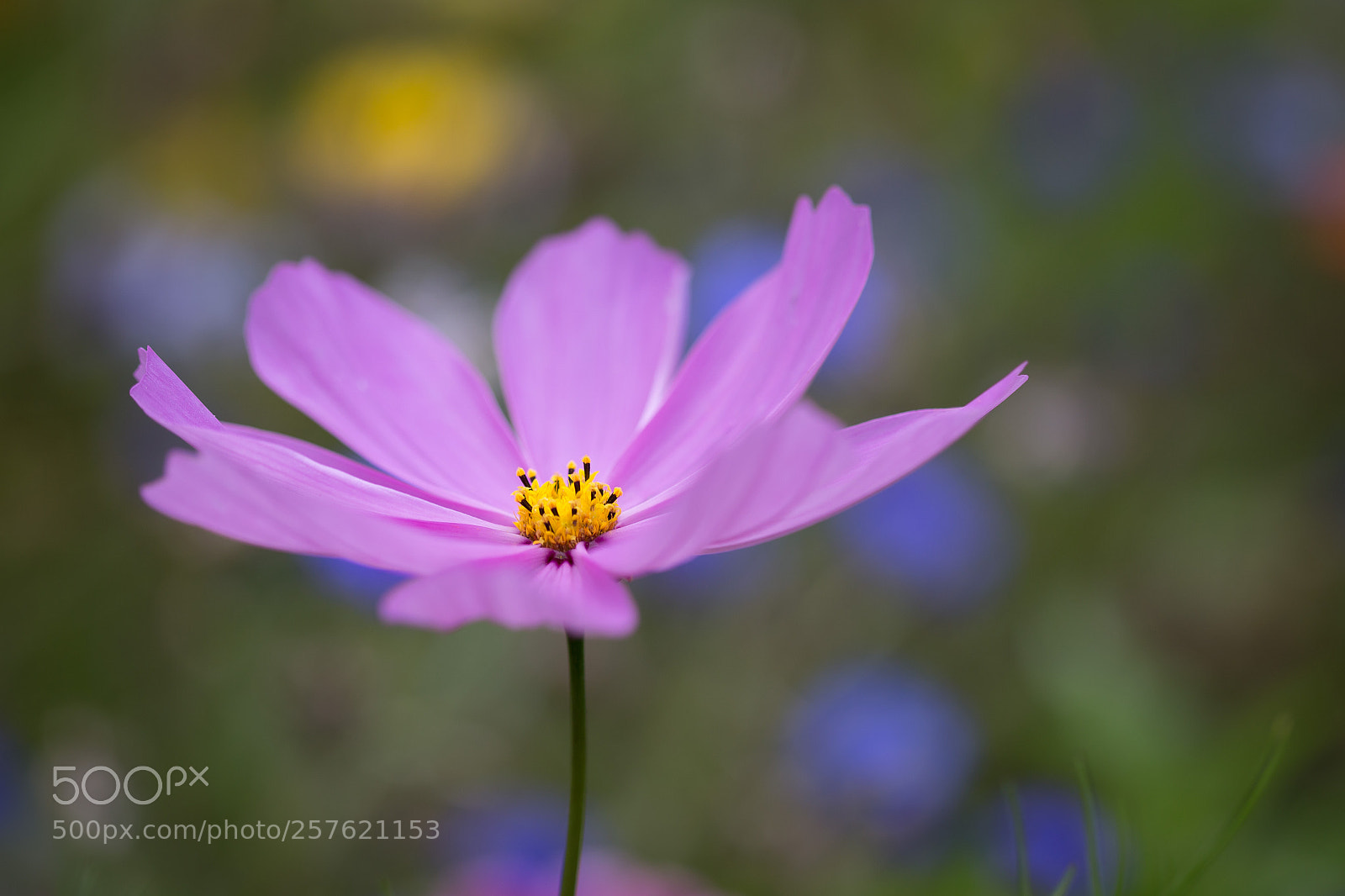 Canon EOS 6D sample photo. Purple dancer photography