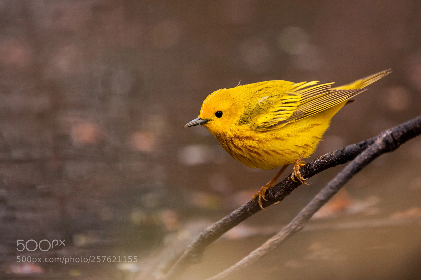 Canon EOS 5D Mark II sample photo. Yellow warbler photography