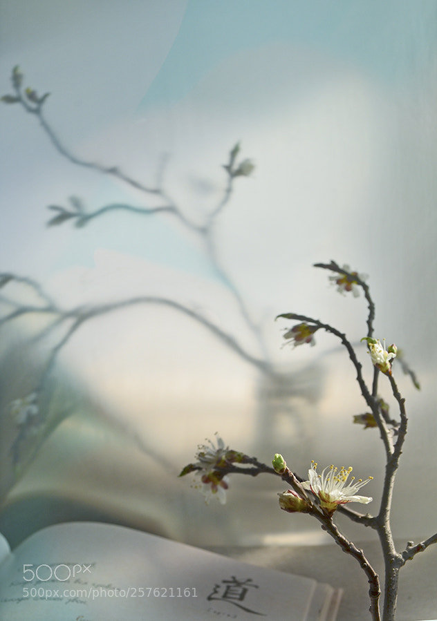 Nikon D5100 sample photo. Apprehension photography