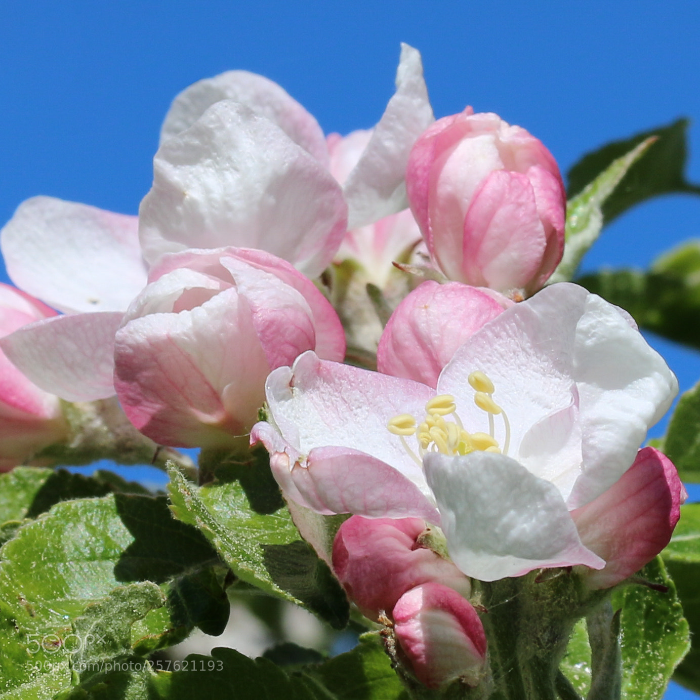 Canon EOS 70D sample photo. Apple blossoms photography