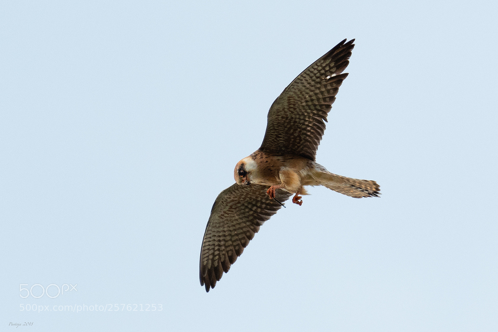 Nikon D500 sample photo. Red-footed falcon photography