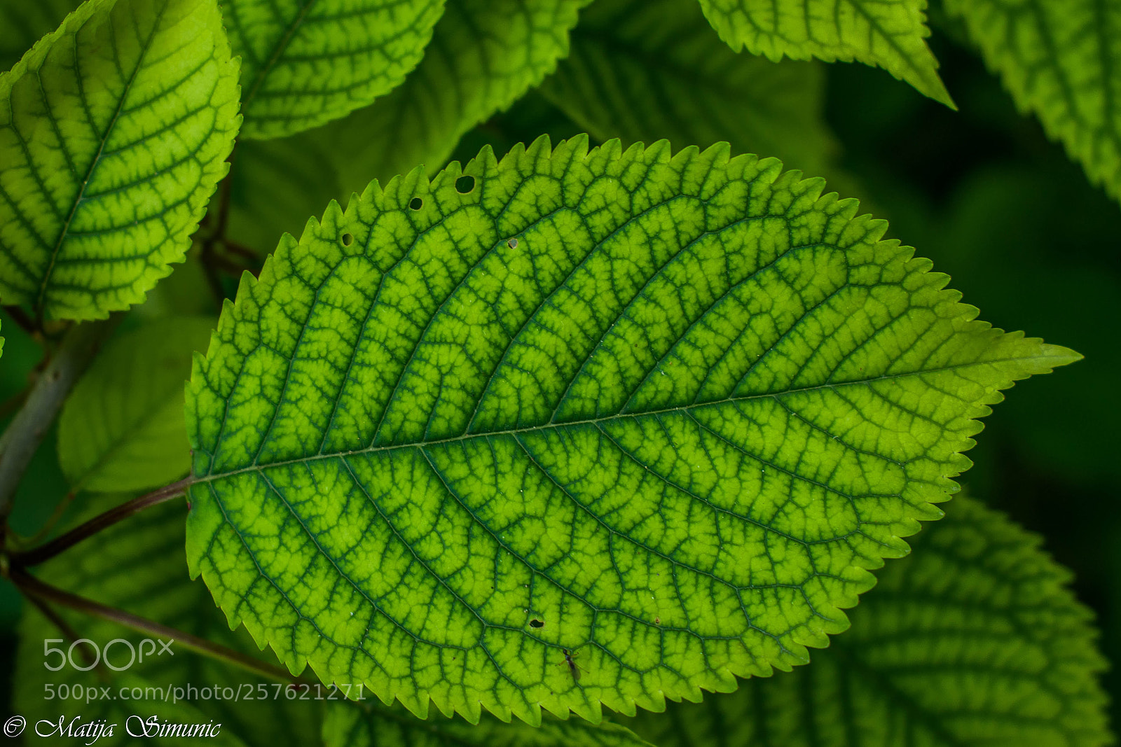 Nikon D5300 sample photo. Green rapsody photography