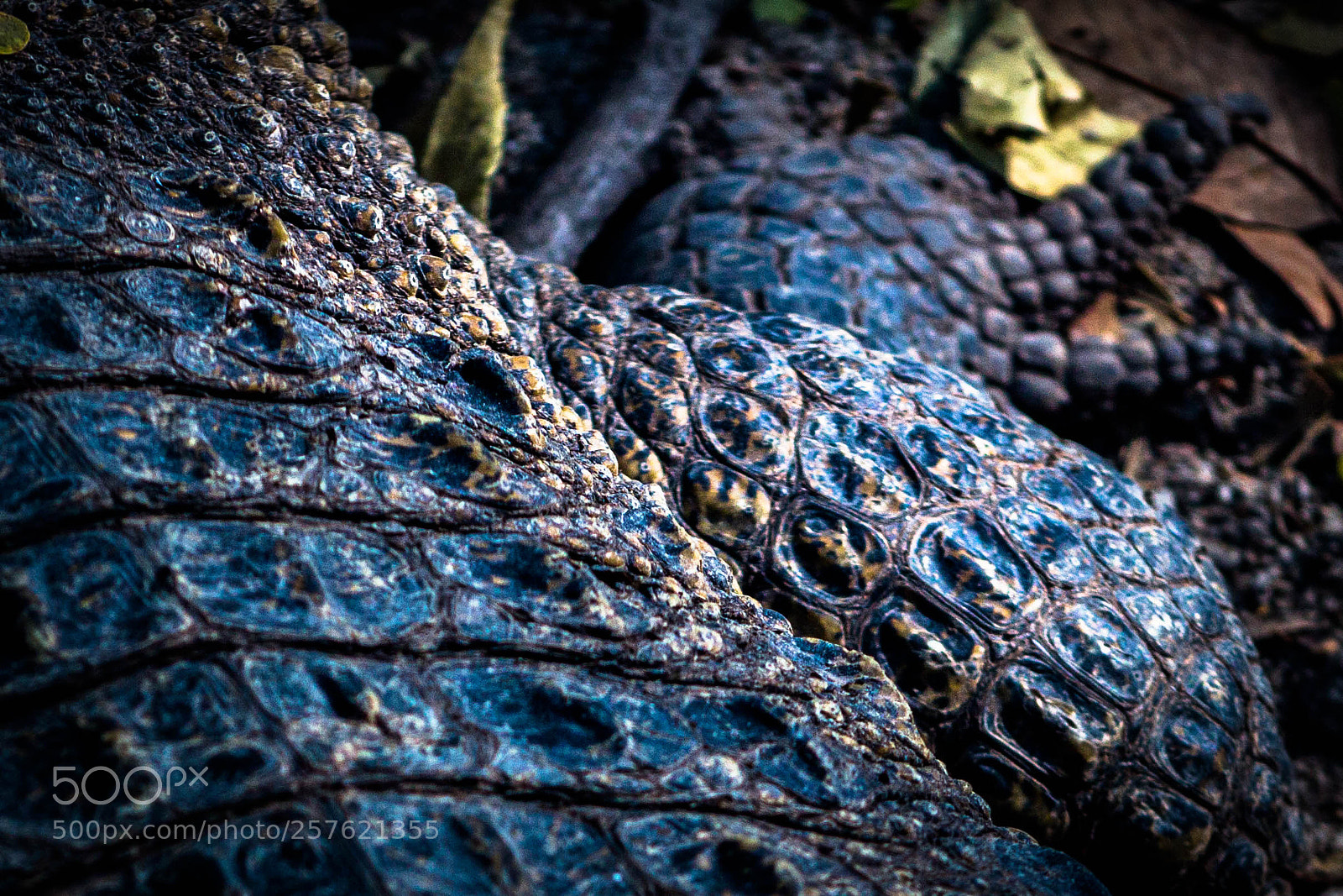 Canon EOS 700D (EOS Rebel T5i / EOS Kiss X7i) sample photo. Cocodrilo en zoo gdl () photography