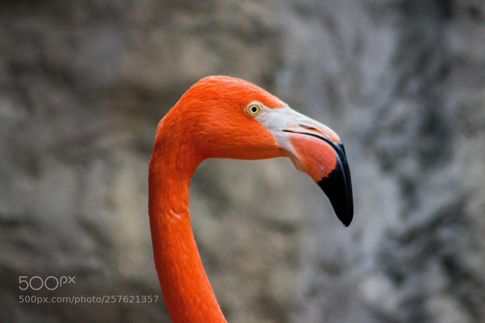 Canon EOS 700D (EOS Rebel T5i / EOS Kiss X7i) sample photo. Flamingo rosa zoo gdl () photography