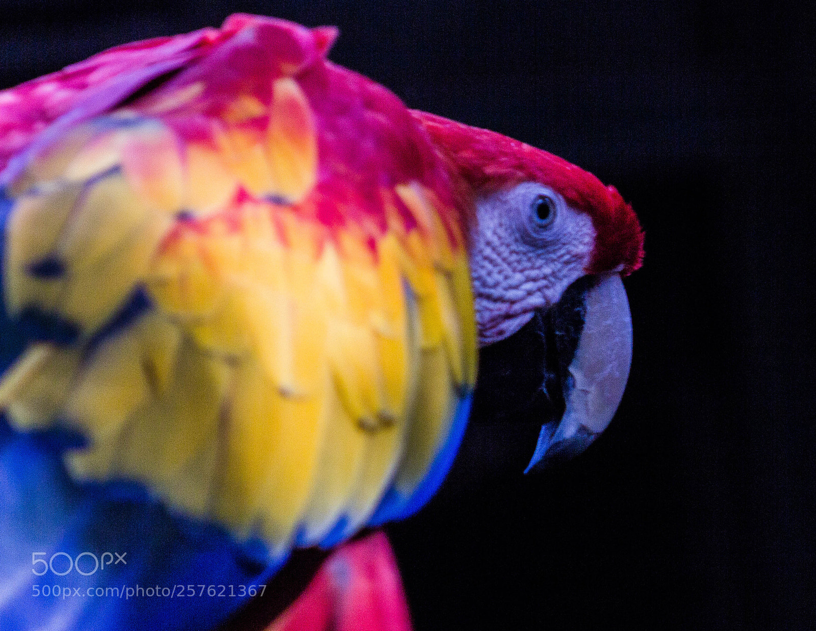 Canon EOS 700D (EOS Rebel T5i / EOS Kiss X7i) sample photo. Guacamaya photography