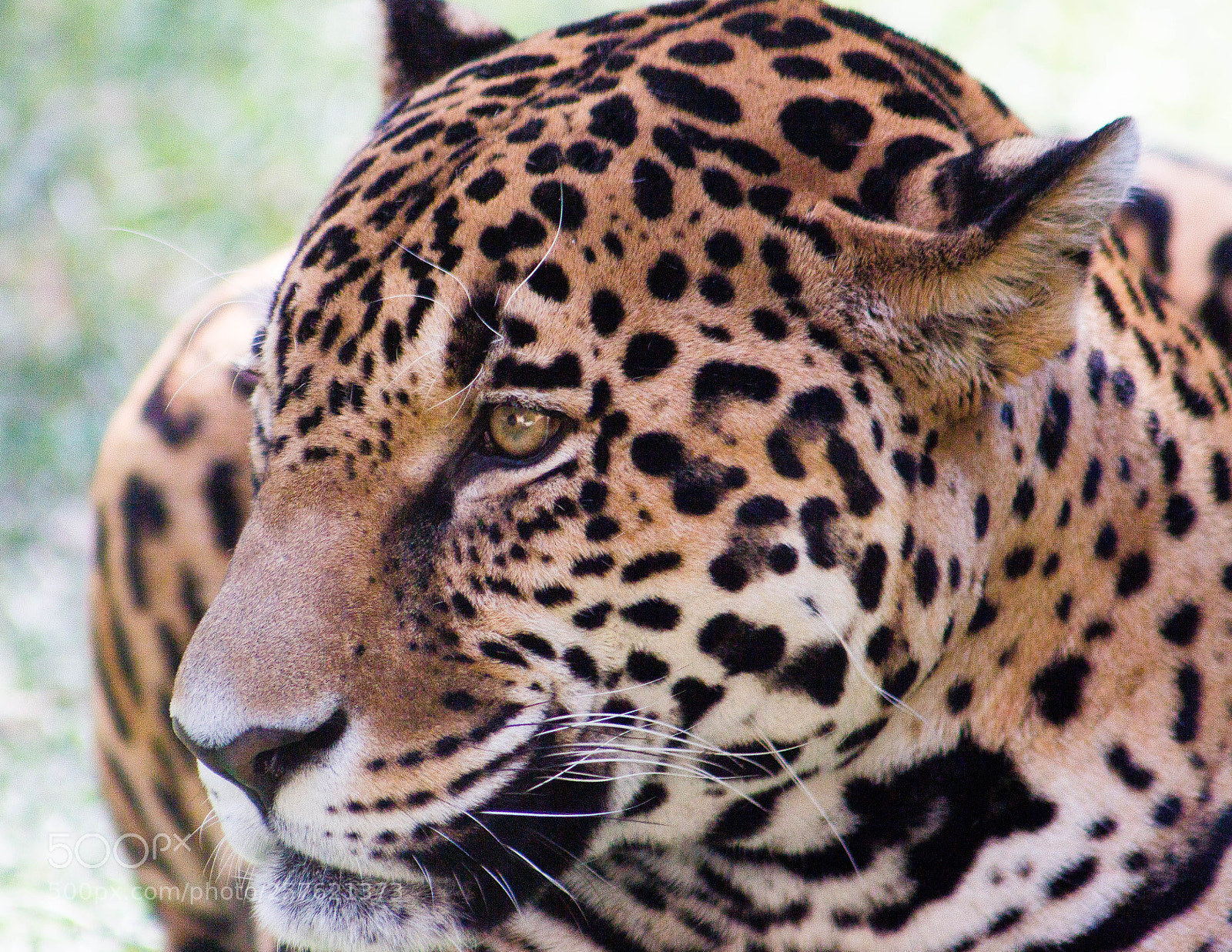 Canon EOS 700D (EOS Rebel T5i / EOS Kiss X7i) sample photo. Jaguar zoo gdl () photography