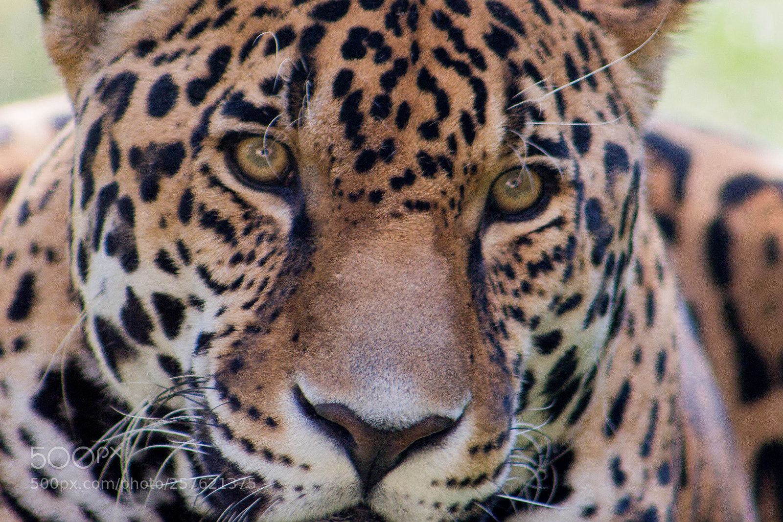 Canon EOS 700D (EOS Rebel T5i / EOS Kiss X7i) sample photo. Jaguar zoo gdl () photography