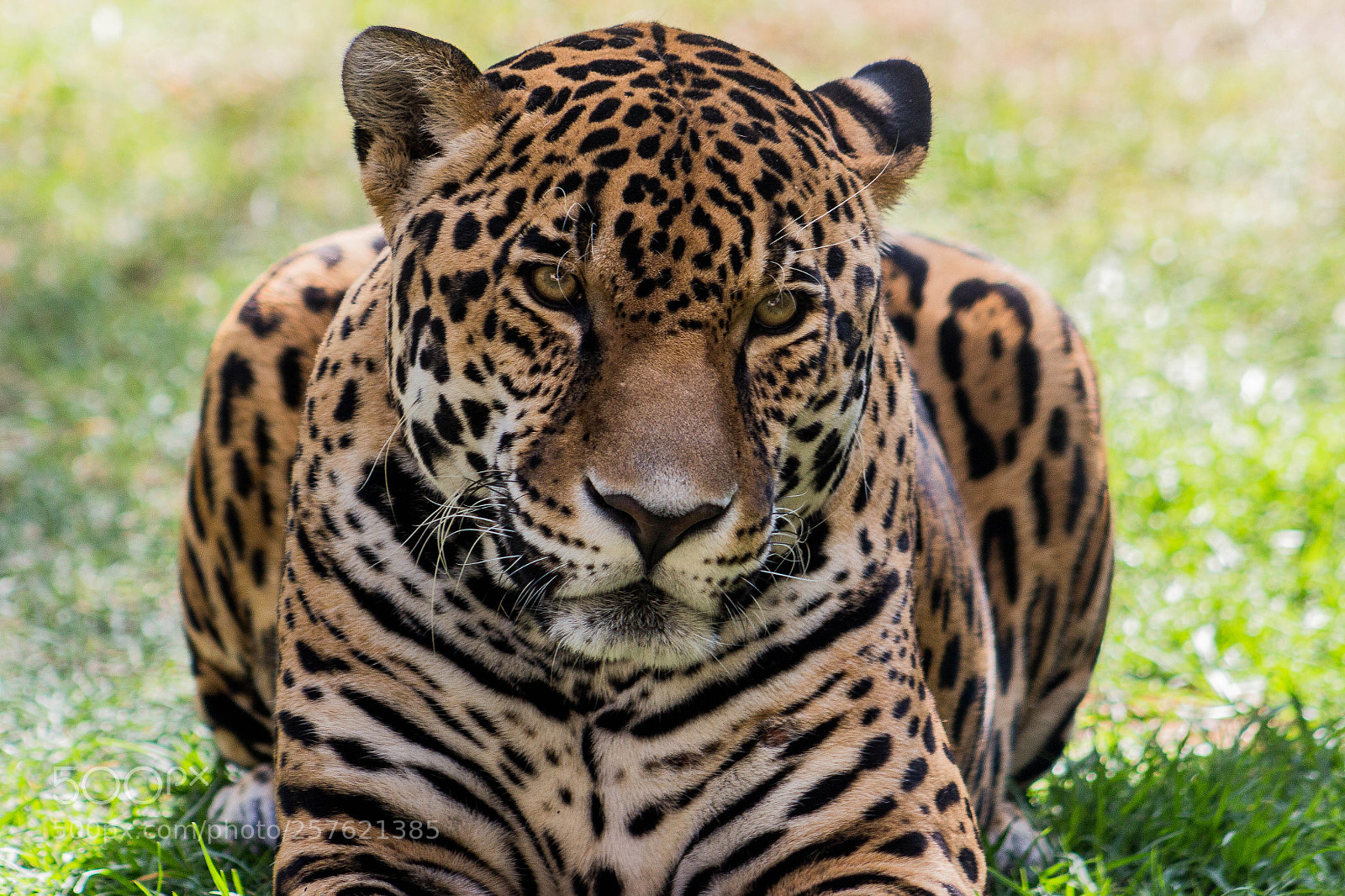 Canon EOS 700D (EOS Rebel T5i / EOS Kiss X7i) sample photo. Jaguar zoo gdl () photography