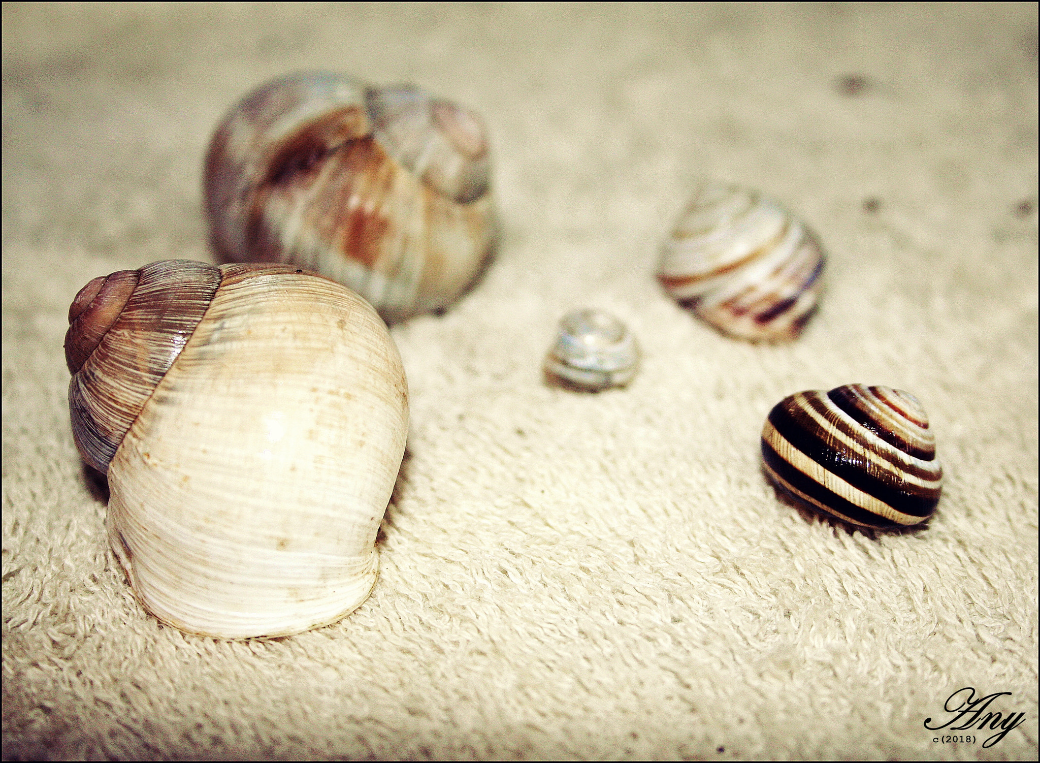 Canon EF-S 18-55mm F3.5-5.6 II sample photo. Csiga photography