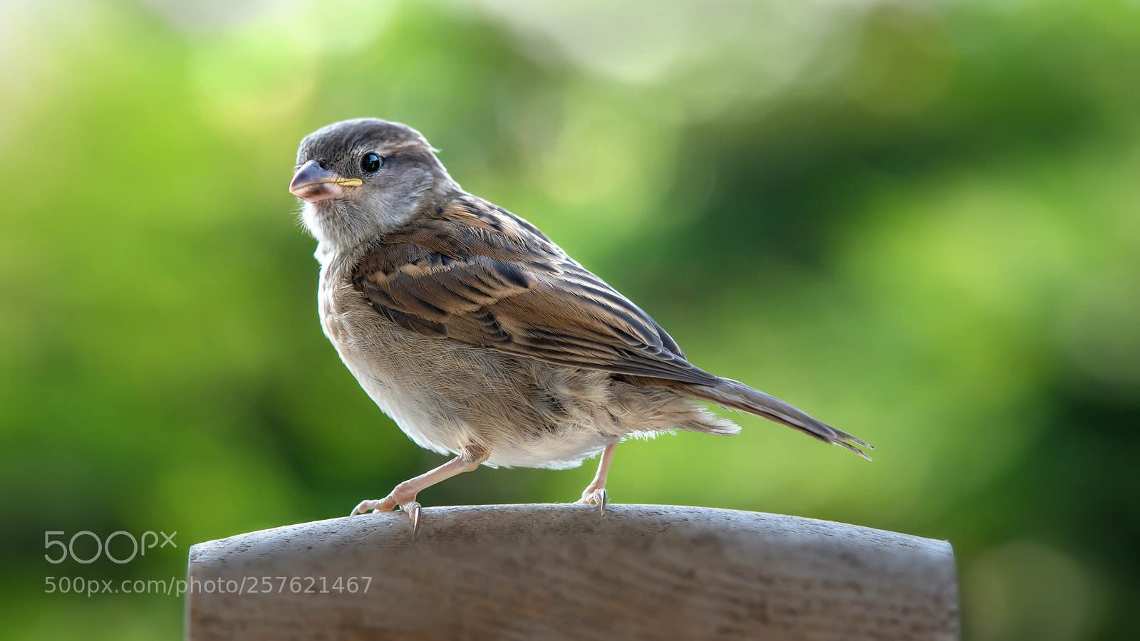 Nikon D750 sample photo. Young sparrow photography