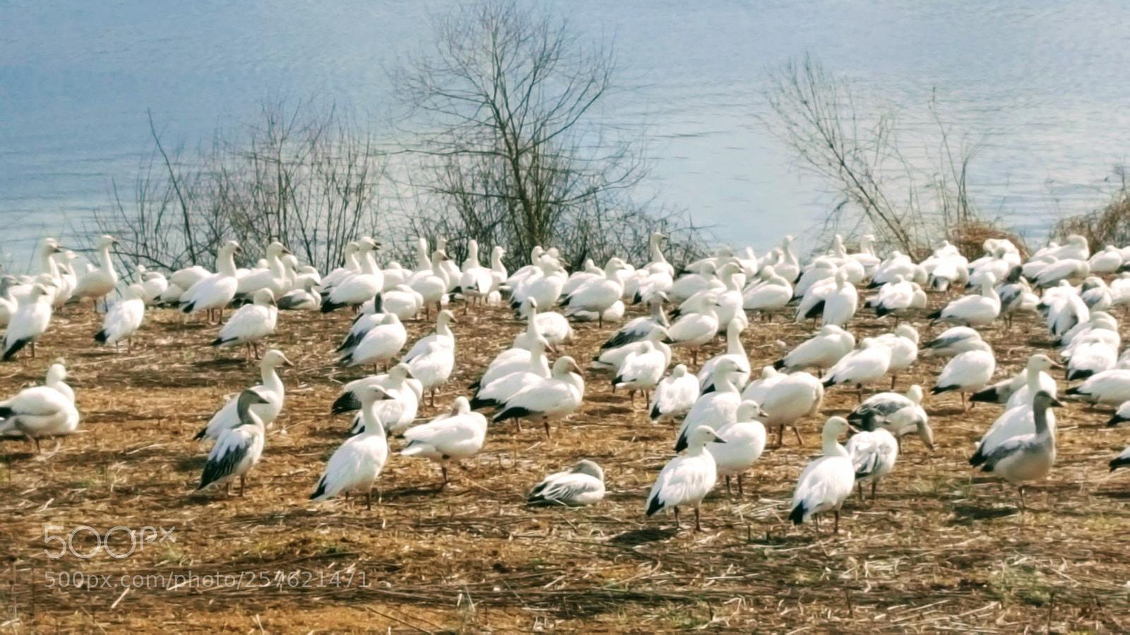 Samsung Galaxy S6 sample photo. Snow geese photography