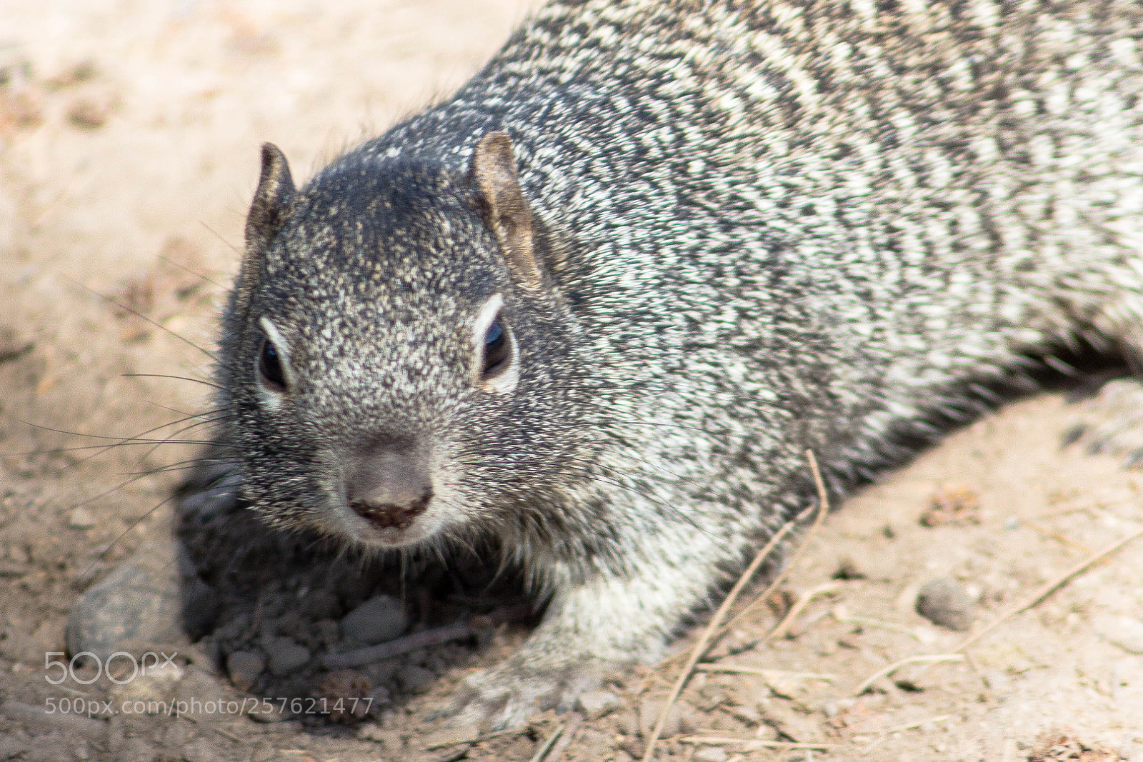 Canon EOS 700D (EOS Rebel T5i / EOS Kiss X7i) sample photo. Ardilla zoo gdl () photography