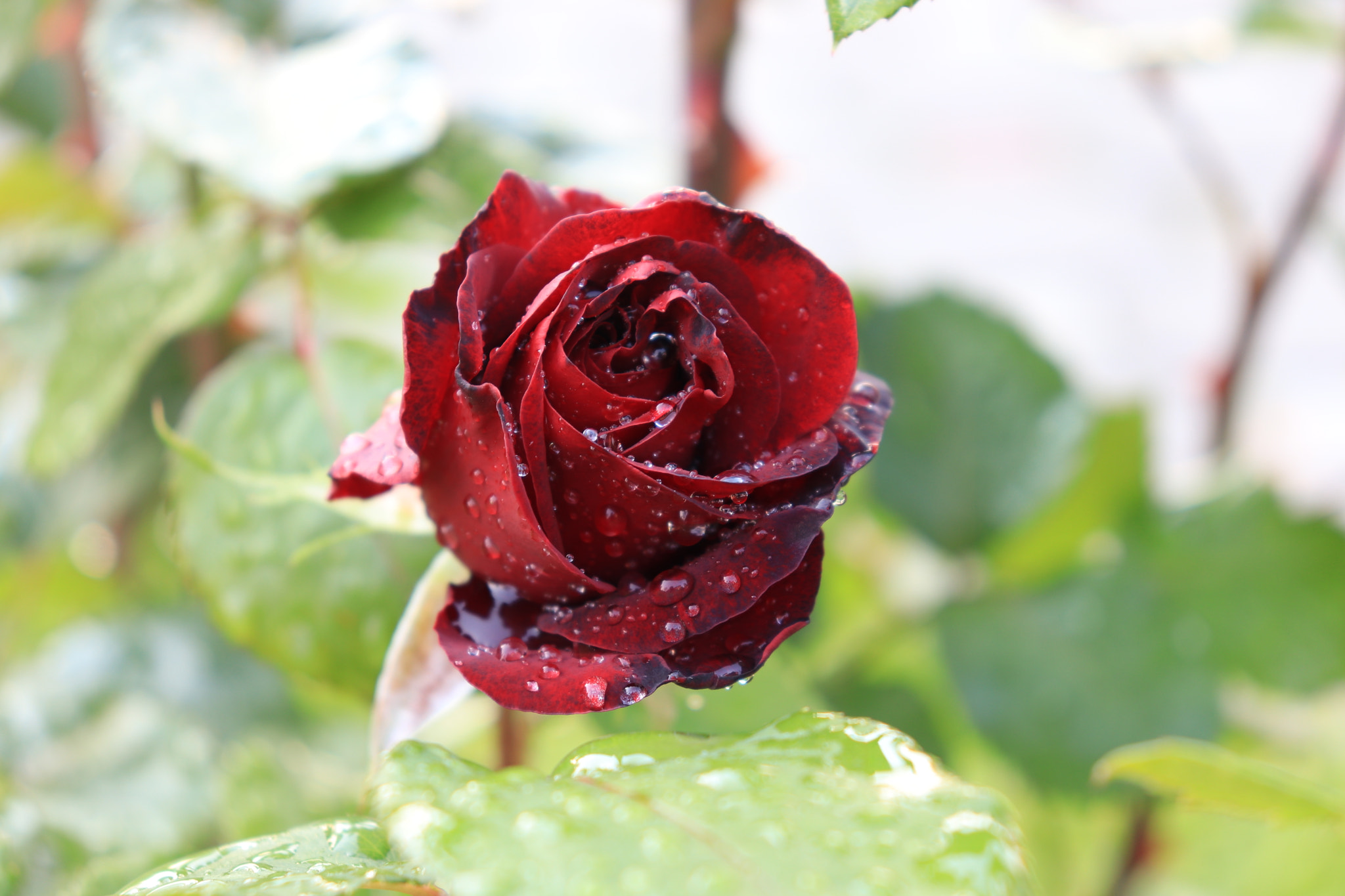 Canon EOS 77D (EOS 9000D / EOS 770D) sample photo