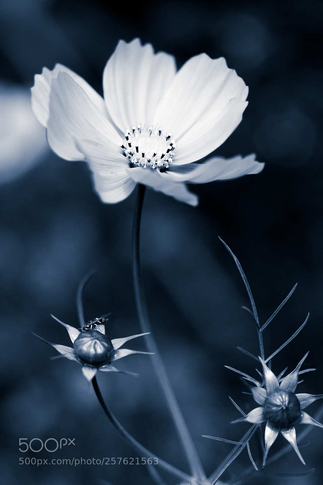 Canon EOS 6D sample photo. One plus two photography