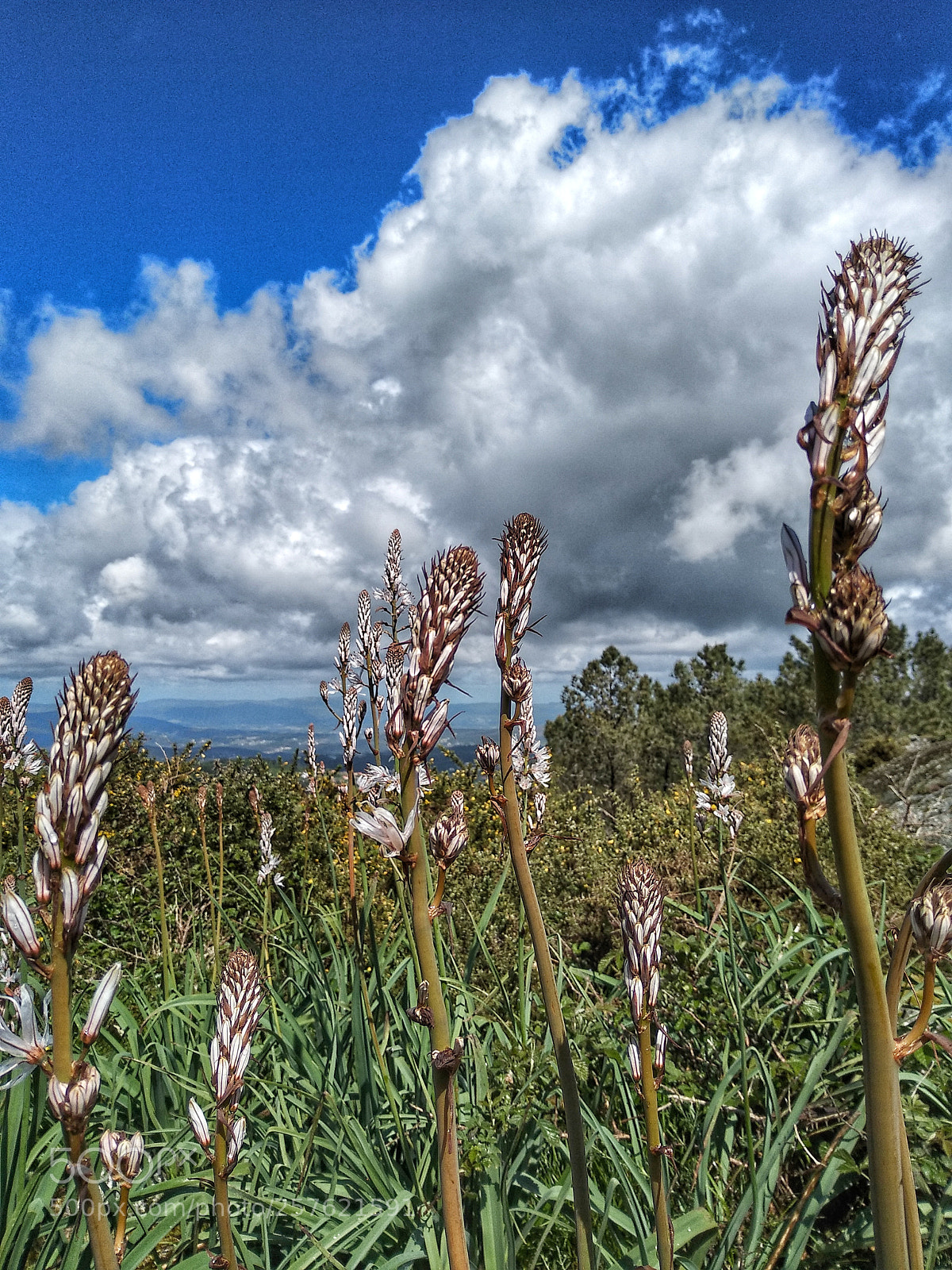 Xiaomi Mi A1 sample photo. Countryside photography