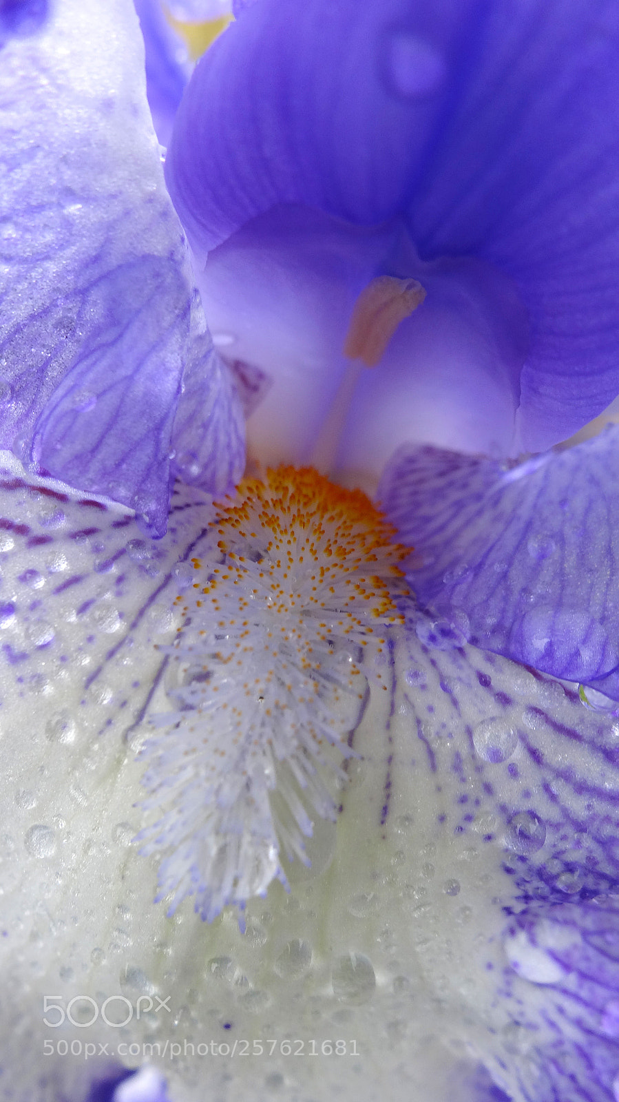 Sony Cyber-shot DSC-HX20V sample photo. In blue and white photography