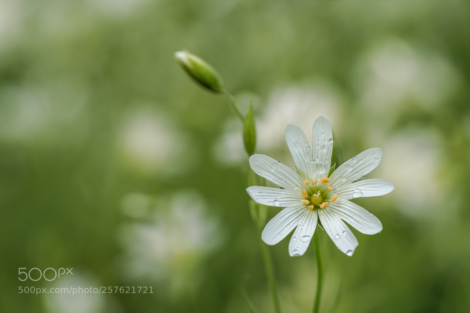 Sony a7 II sample photo. After the rain photography