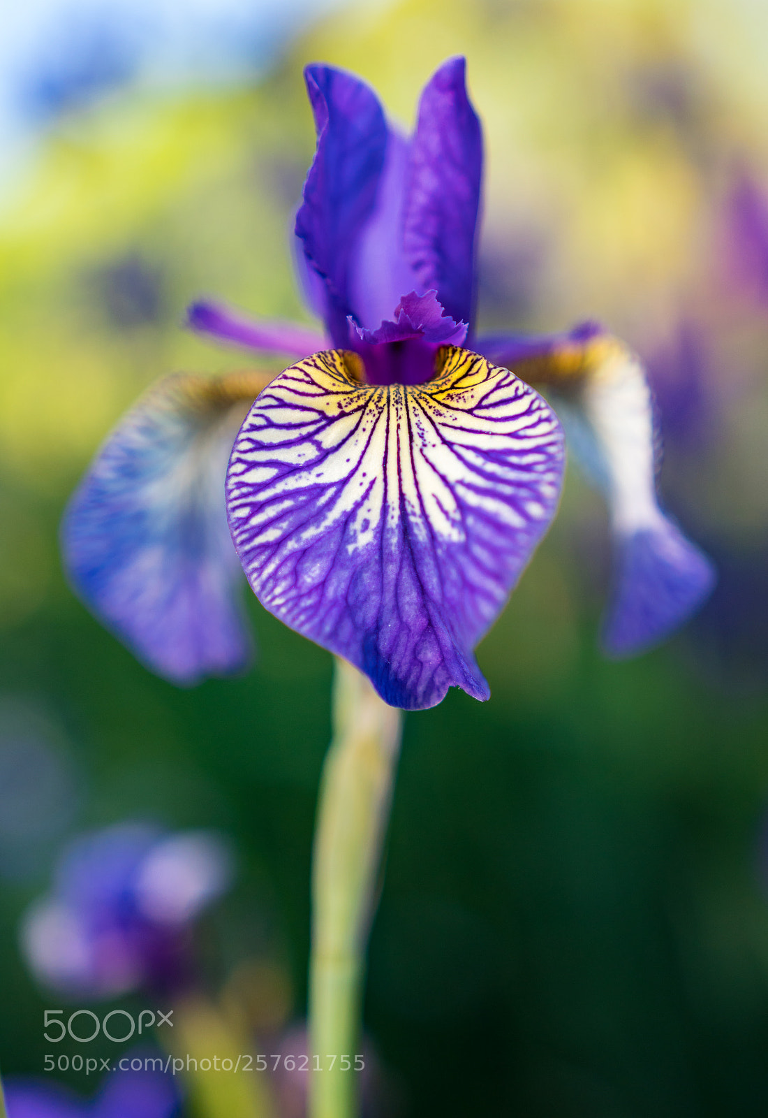 Sony a6300 sample photo. Iris photography