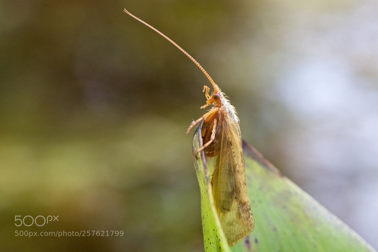 Canon EOS 7D Mark II sample photo. Limnephilus flavicornis - schietmot photography