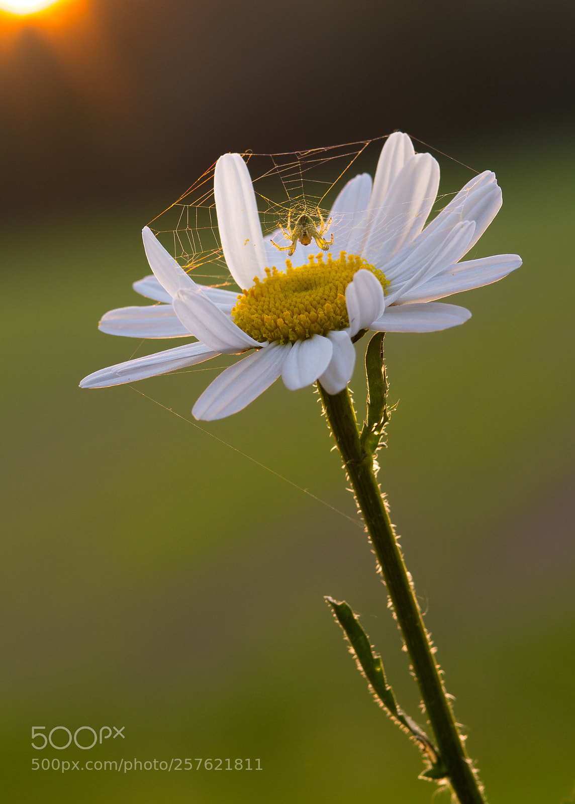 Nikon D7100 sample photo. Spider's architecture photography