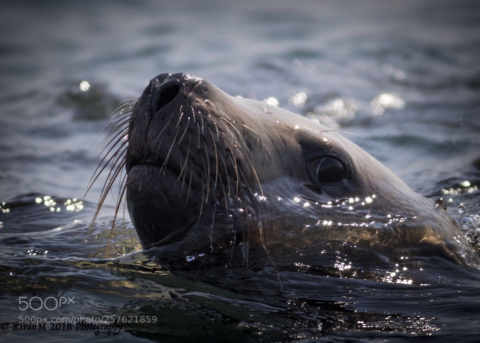 Canon EOS 7D Mark II sample photo. Steller sea lion closeup photography