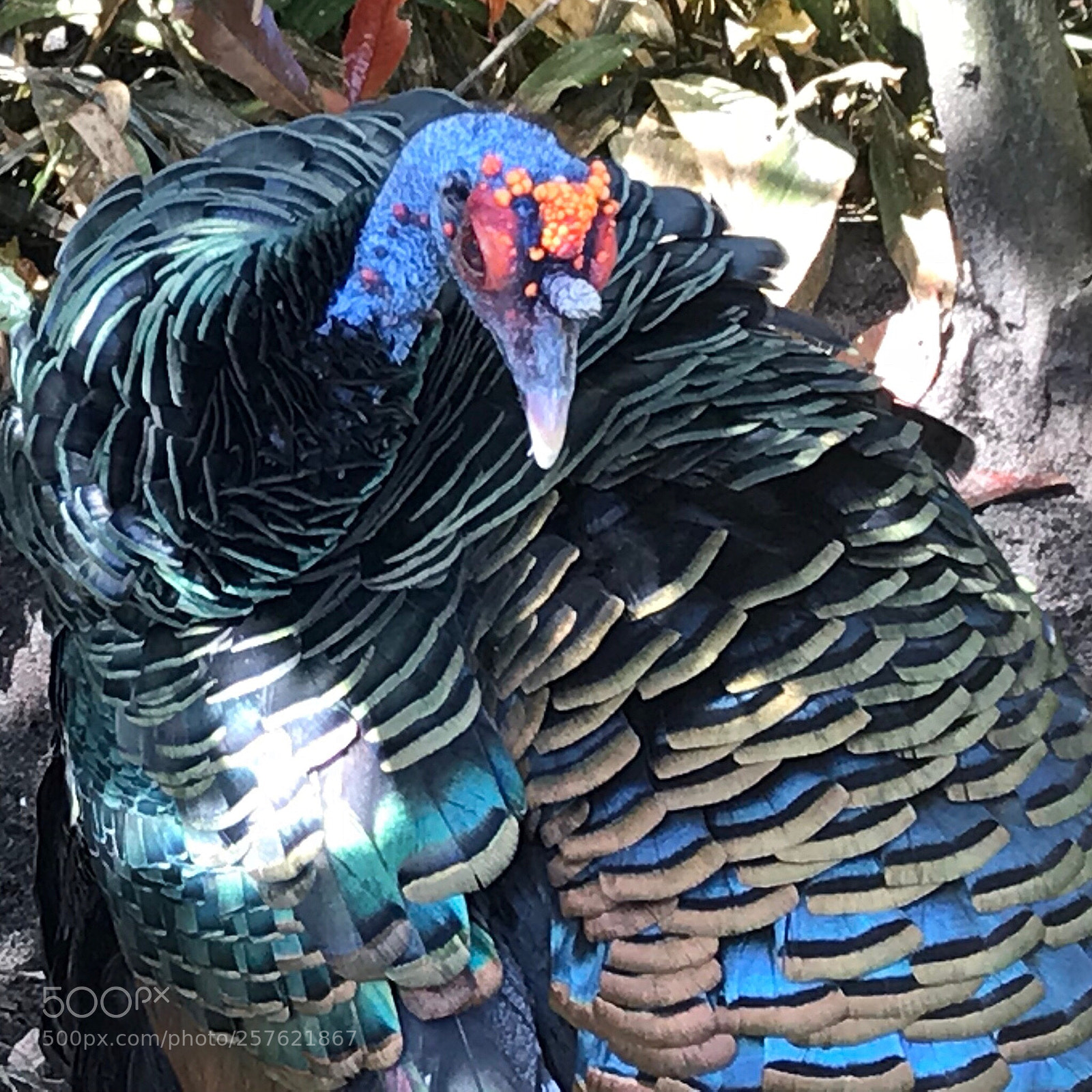 Apple iPhone 7 sample photo. Ocellated turkey photography