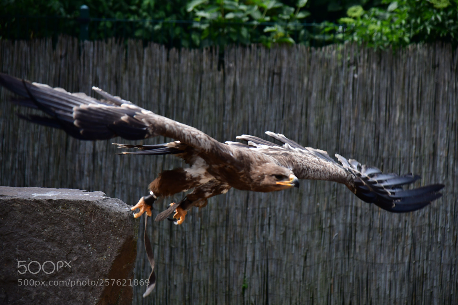 Nikon D850 sample photo. Bussard  photography