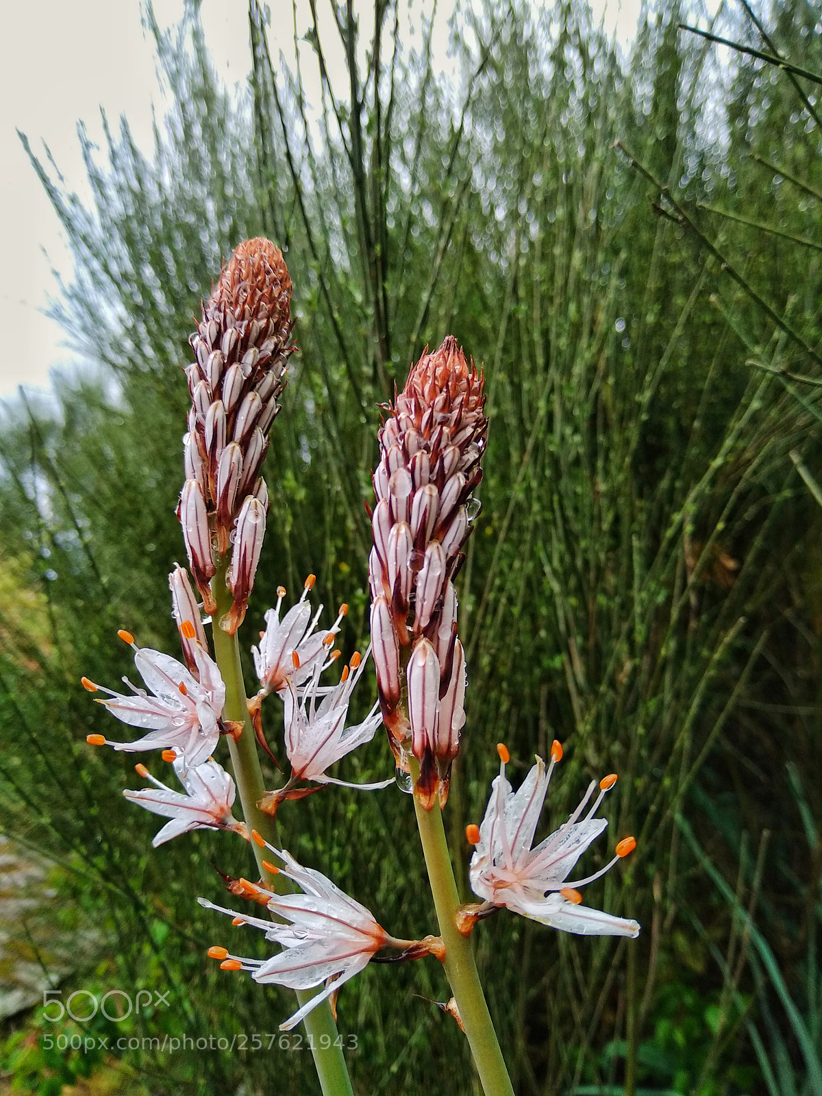 Xiaomi Mi A1 sample photo. Flower photography