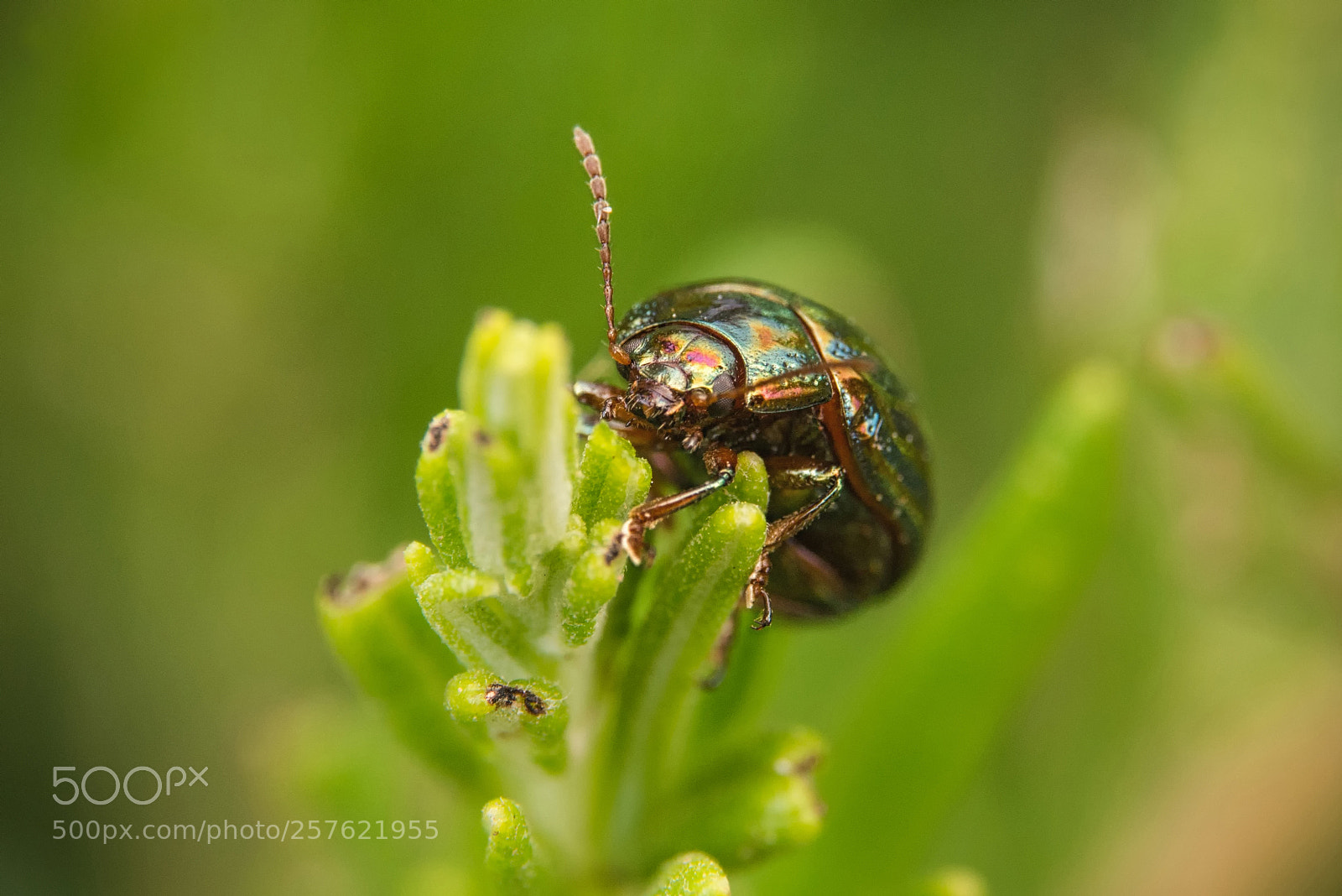 Nikon D610 sample photo. Plagiodera versicolora photography