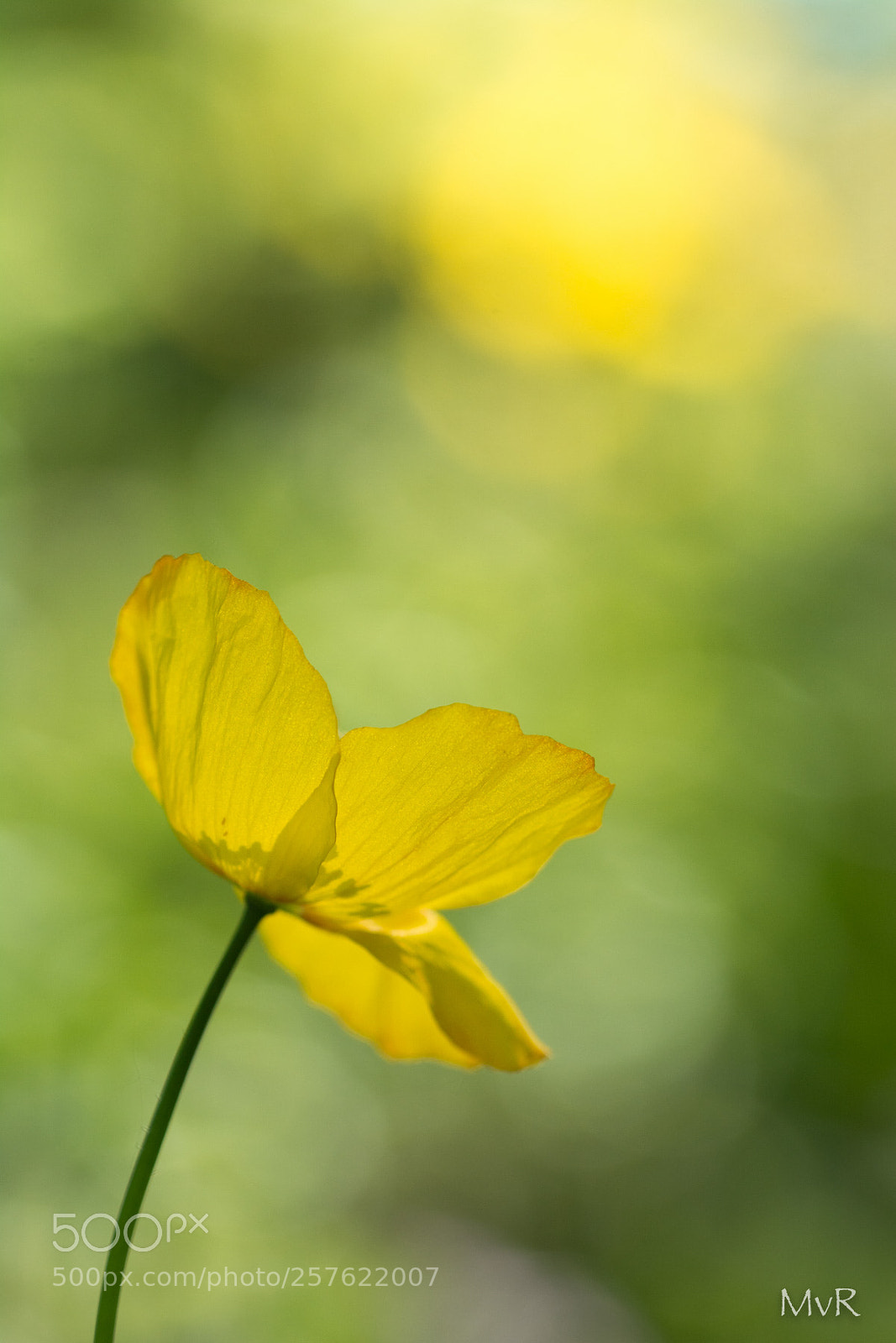 Nikon D7100 sample photo. Wild poppy photography