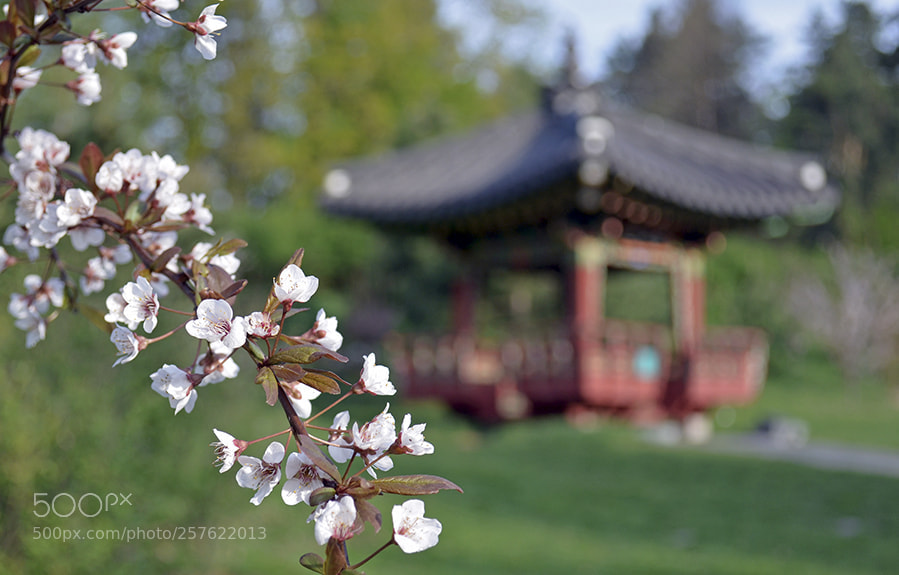 Nikon D5100 sample photo. There is in your photography