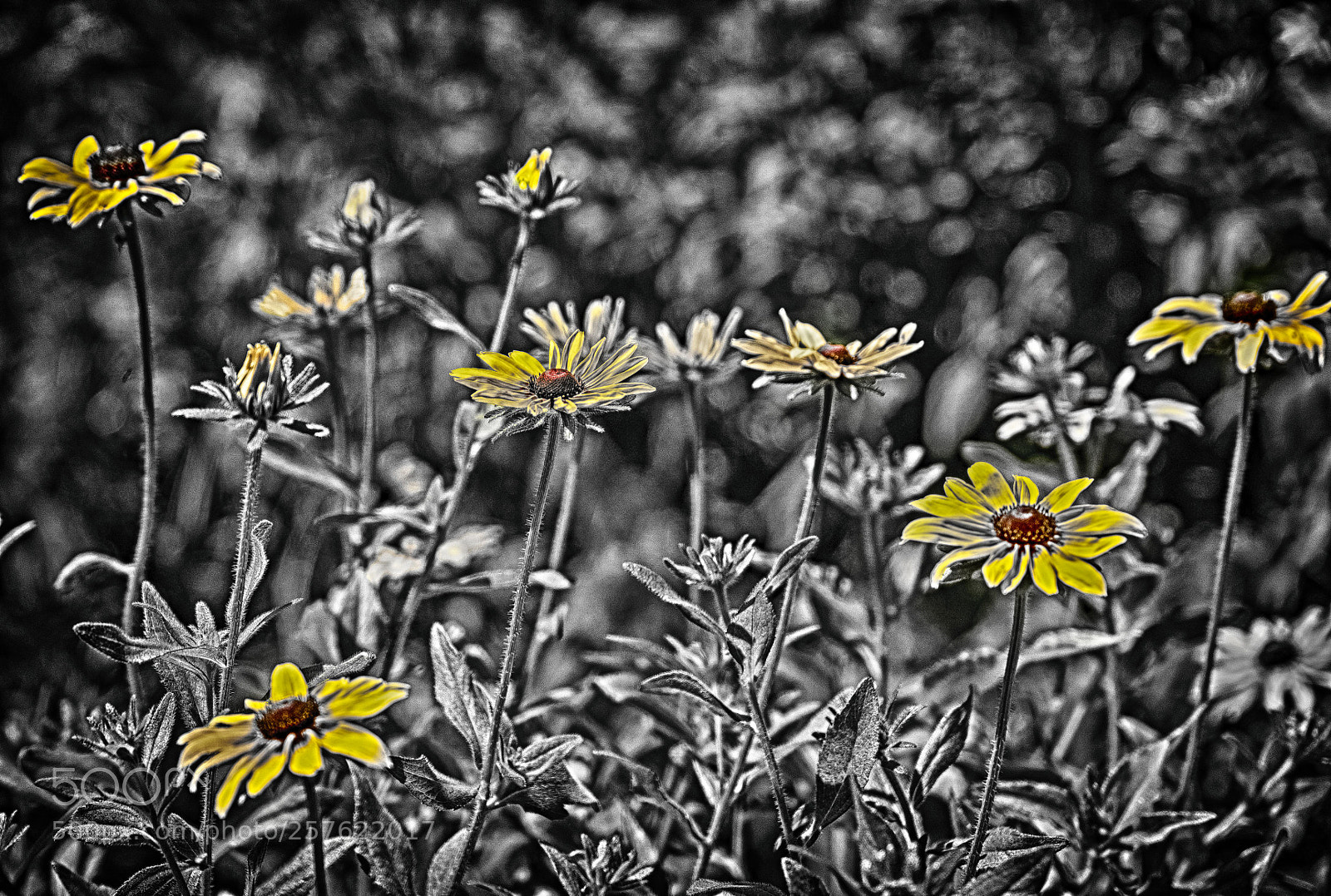Fujifilm X-T1 sample photo. Yellow flowers photography