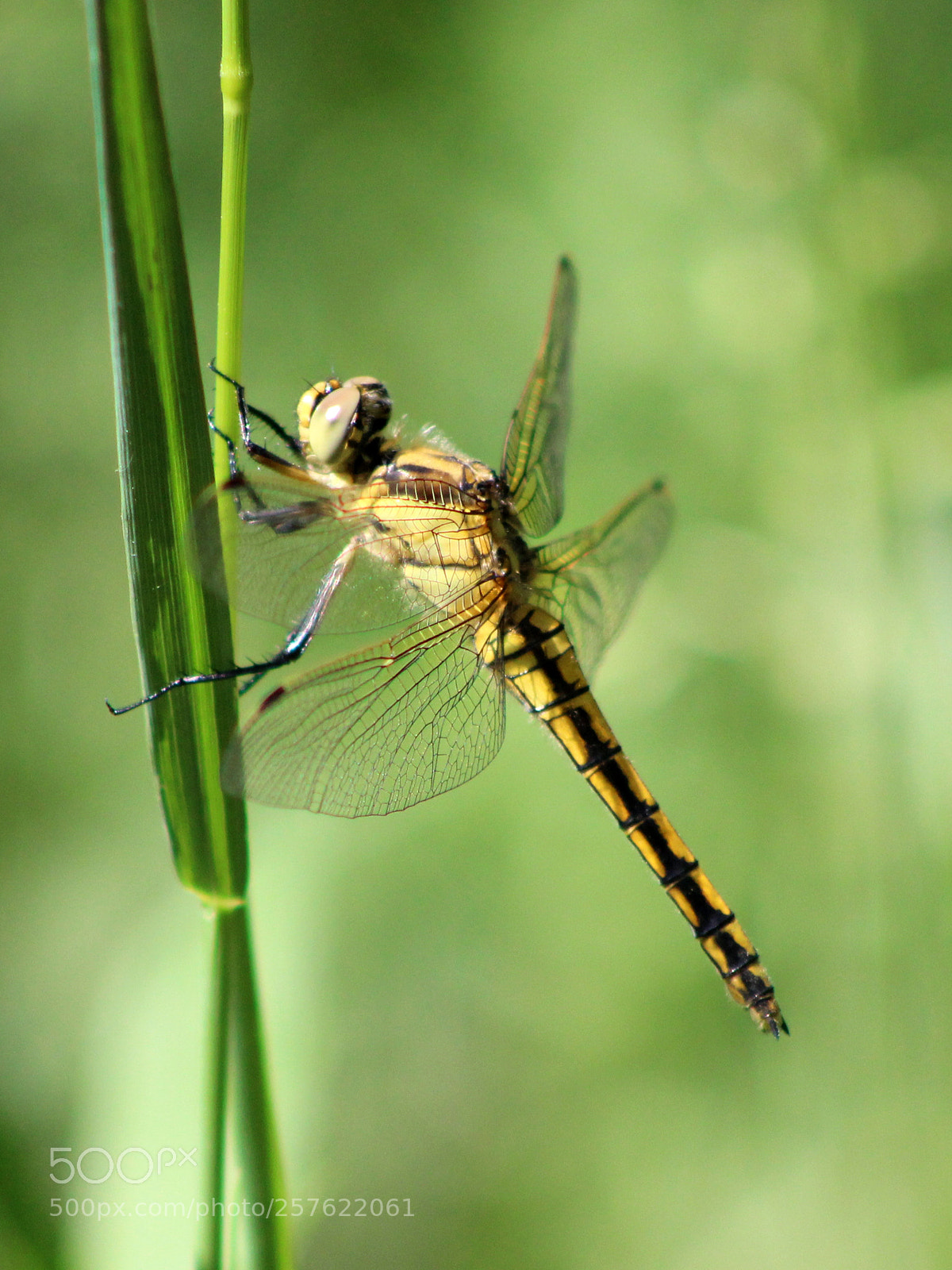 Canon EOS 600D (Rebel EOS T3i / EOS Kiss X5) sample photo. Dragonfly photography