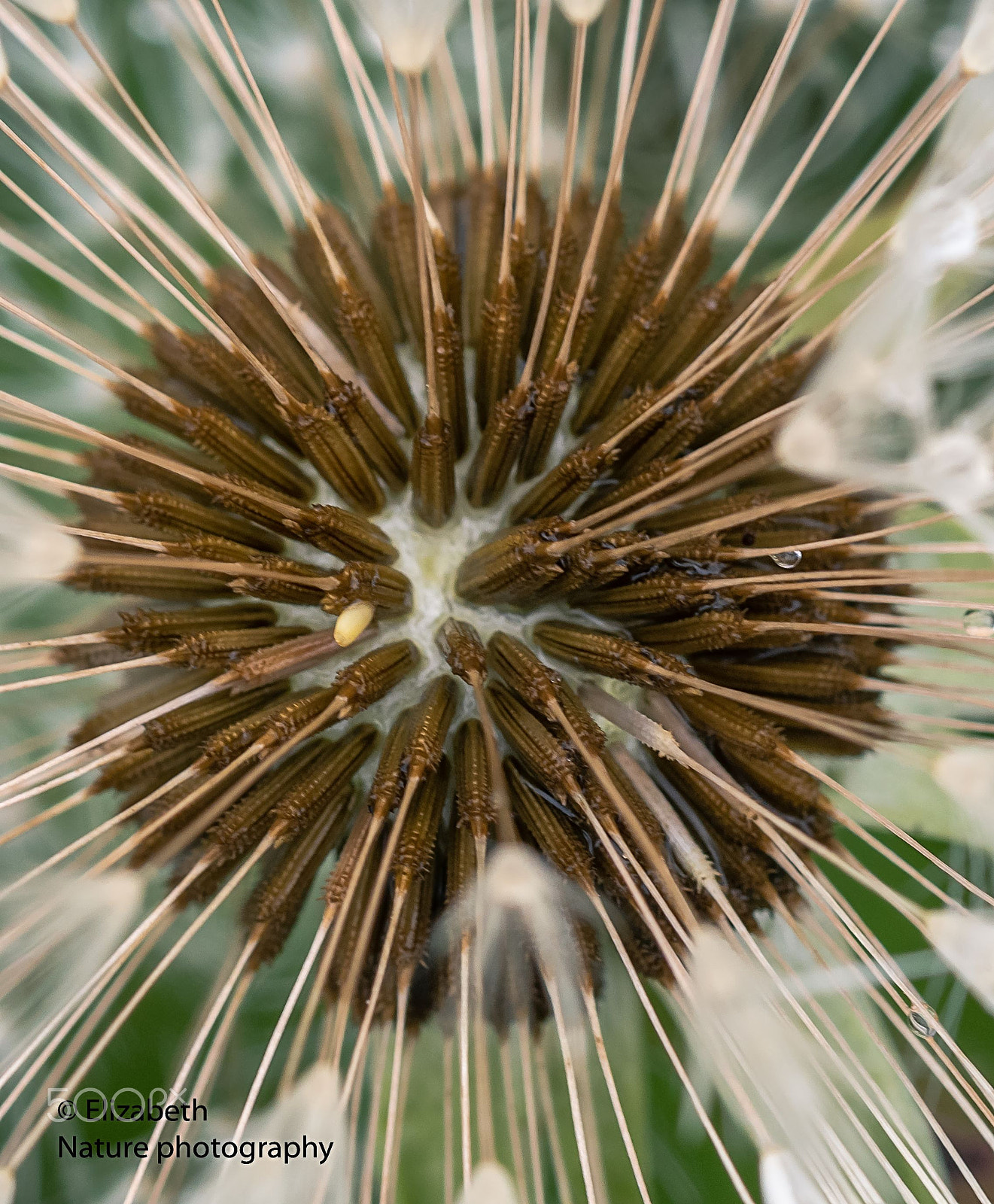 Nikon D500 sample photo. Wet heart of the common dandelion photography