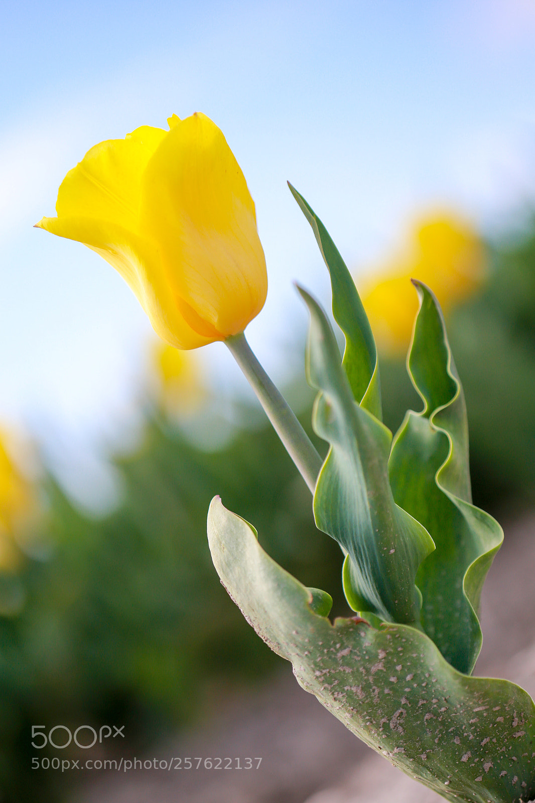 Canon EOS 6D sample photo. Yellow photography