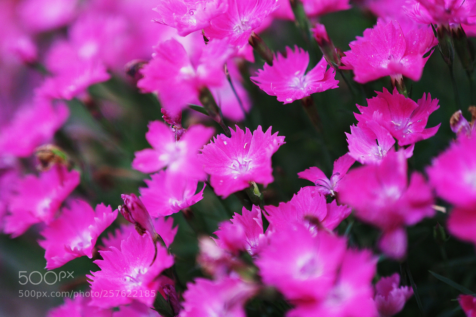 Olympus OM-D E-M1 Mark II sample photo. Untitled photography