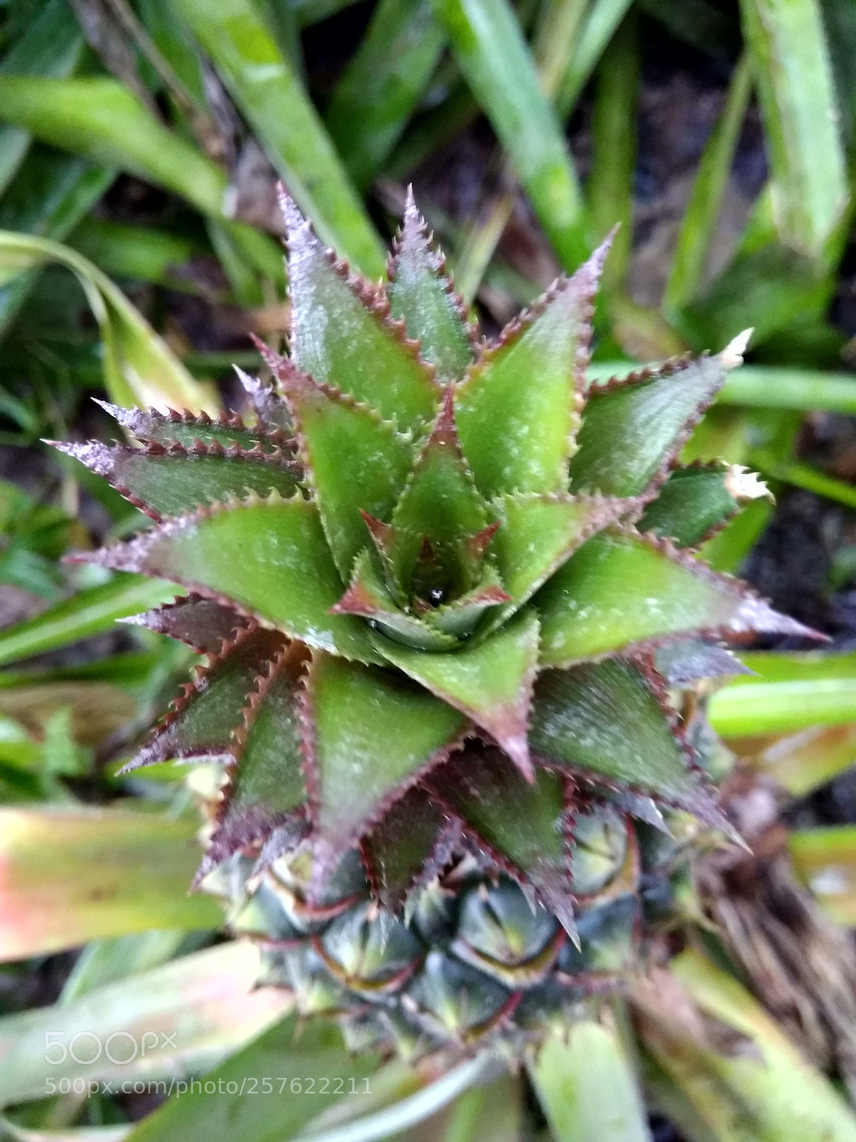 Xiaomi Redmi 4A sample photo. Pineapple leaf photography